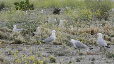 Mouette d'Audouin 5 000 dans la Communauté Valencienne