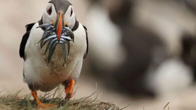 Les pêcheurs danois veulent des lançons britanniques