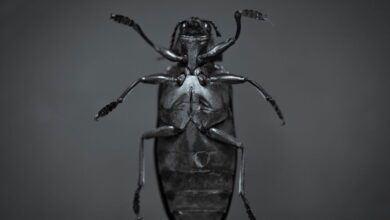 Les insectes robots de la NASA et de la CIA