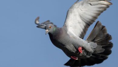 L’engouement pour le vol de pigeons frappe la Belgique