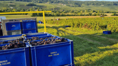 France, champagne et économie en pleine tourmente