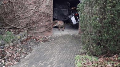 Un loup trouvé dans une grange en Gueldre, aux Pays-Bas