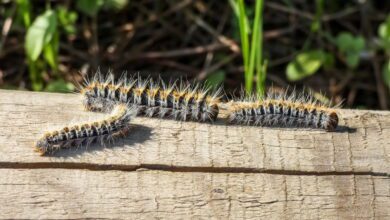 Murcie combat la chenille processionnaire du pin