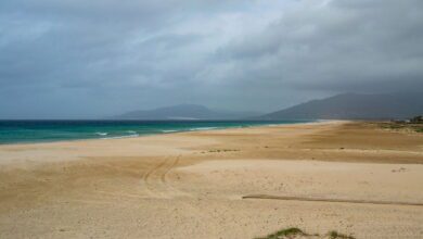 Tarifa monétise ses algues envahissantes